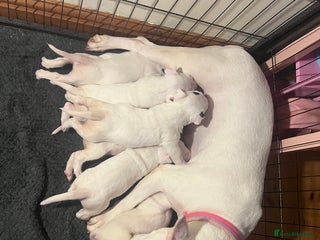 English Bull Terrier dogs English bull terrier puppies - Advert 10