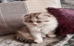 Mixed Breed cats for sale: Ragdoll cross Scottish fold - Image 2