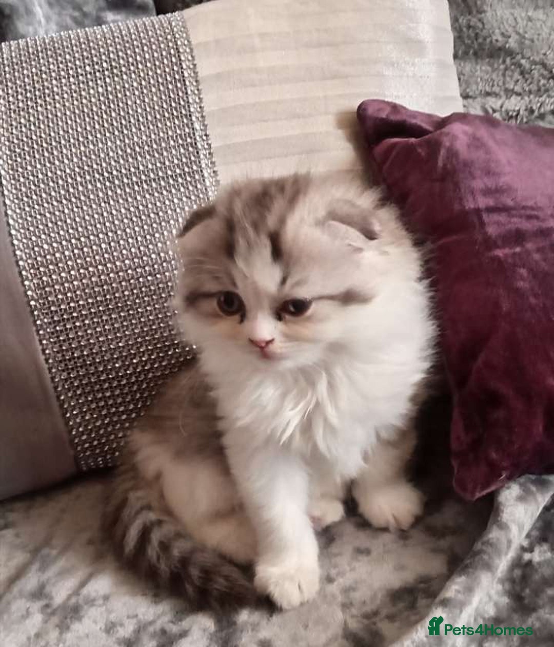 Mixed Breed cats for sale: Ragdoll cross Scottish fold - Image 2