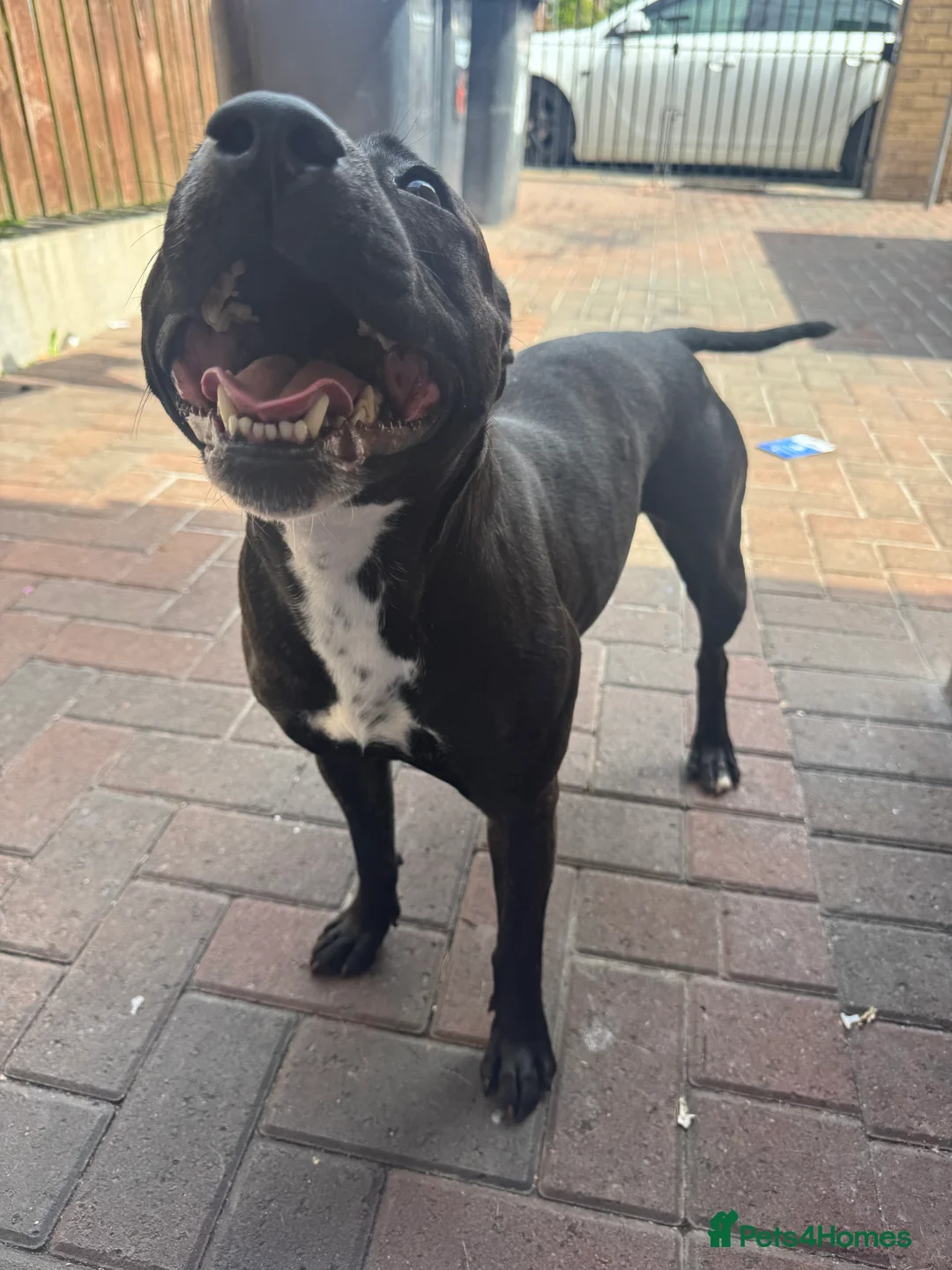Staffordshire Bull Terrier dogs for sale: Staffordshire bull terrier 3 males  - Advert 3
