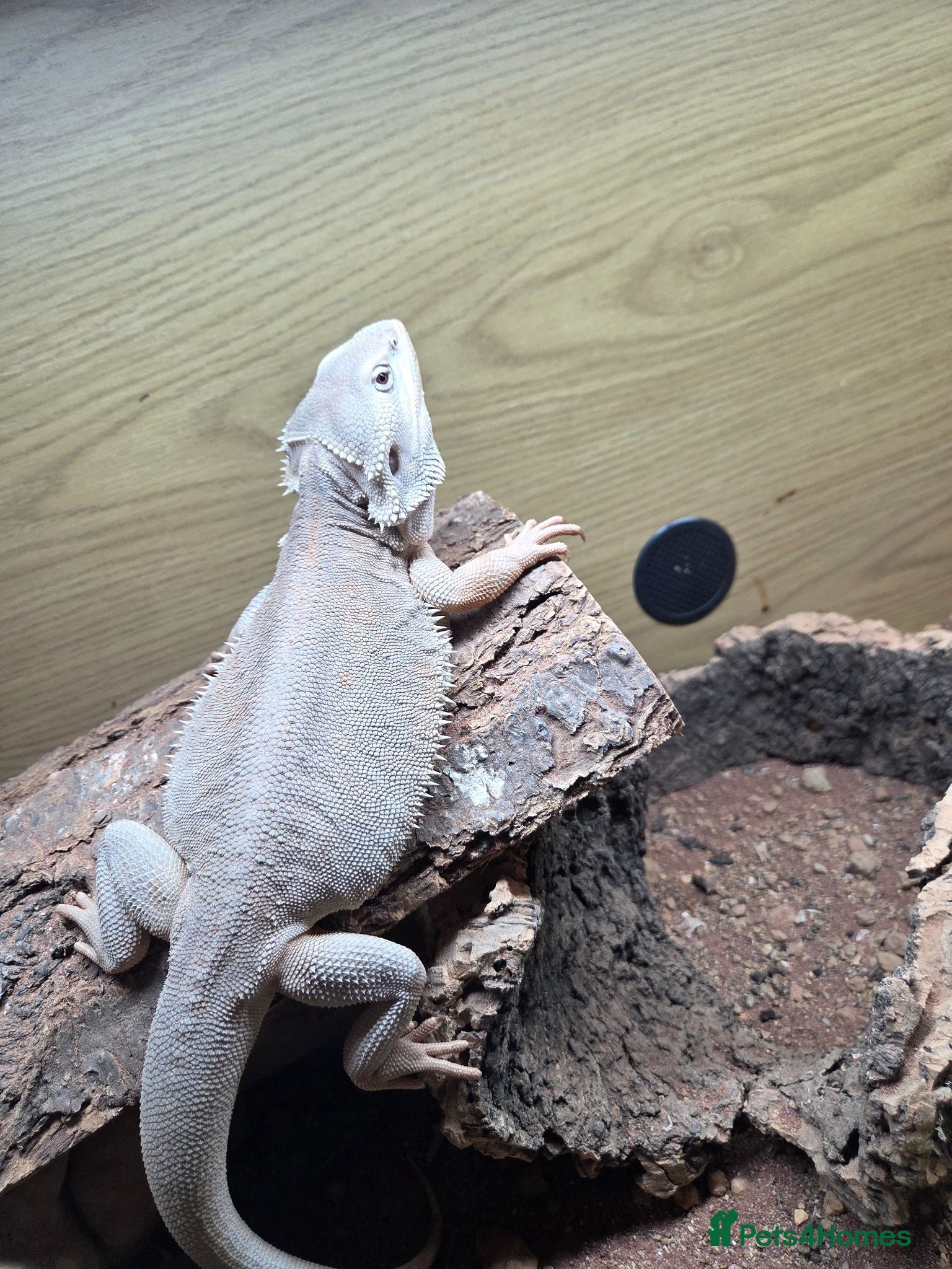 Bearded Dragon reptiles Hypo zero letherback 66% trans bearded dragon - Advert 1