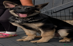 German Shepherd dogs for sale: German shepherd puppy  - Image 2