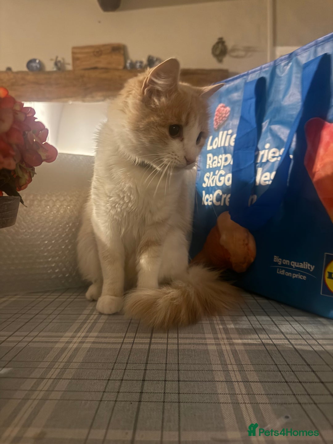 Ragdoll cats for sale: Milky - Advert 3