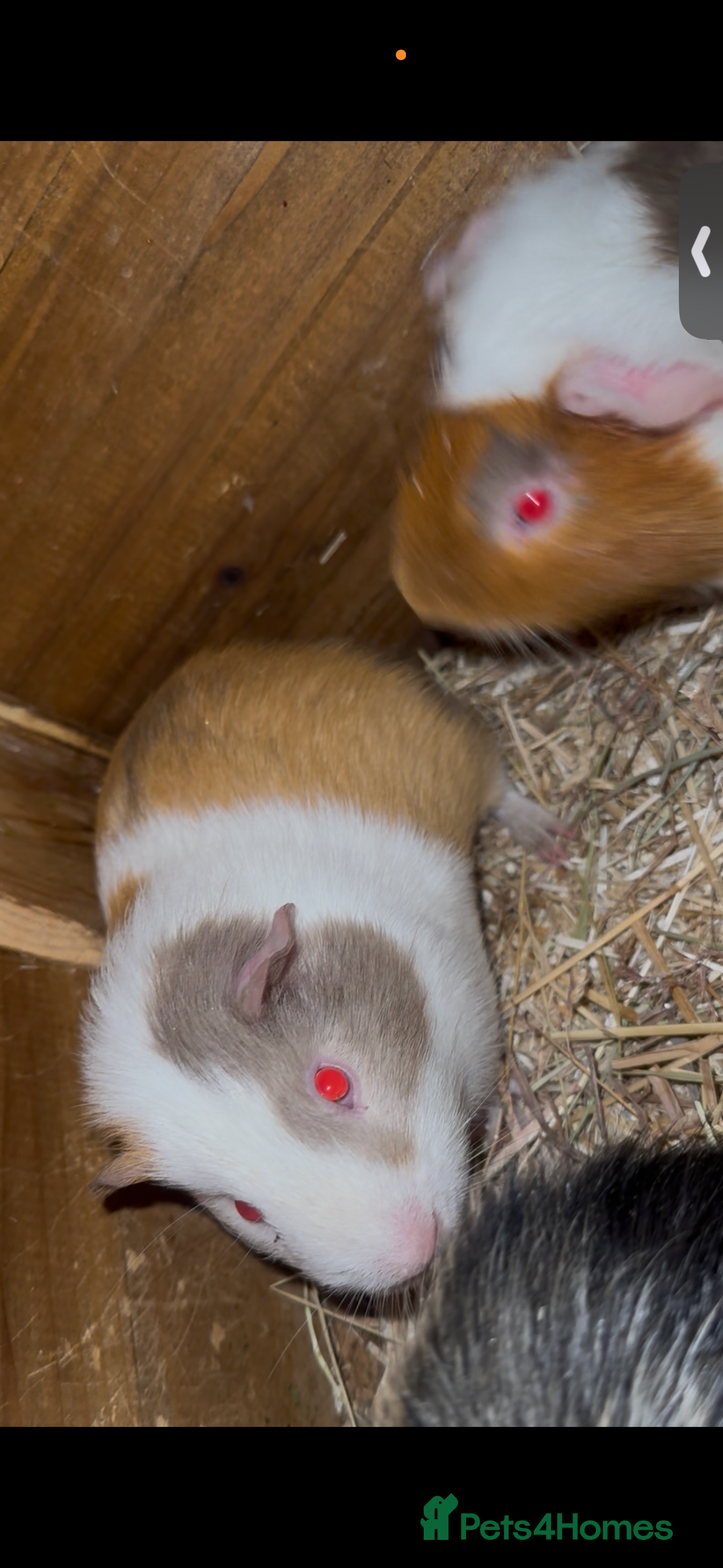 Guinea Pig rodents for sale: Rosette Teddy X US Smooth  - Advert 4