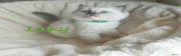 Ragdoll cats for sale: Gorgeous Ragdoll Kittens, Ready to Love - Advert 13