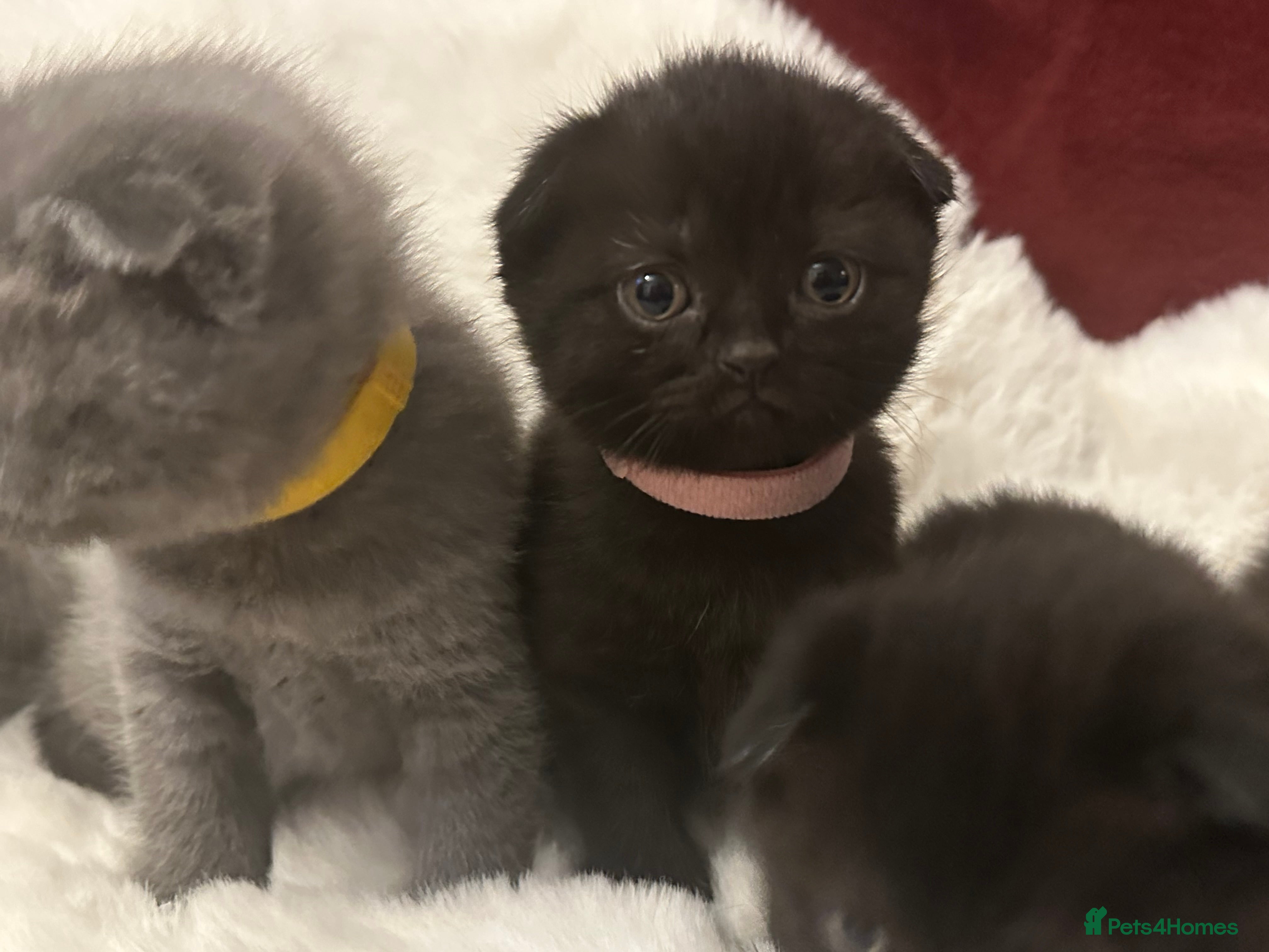 Scottish Fold cats Last little Queen available, litter trained ❤️ - Advert 7
