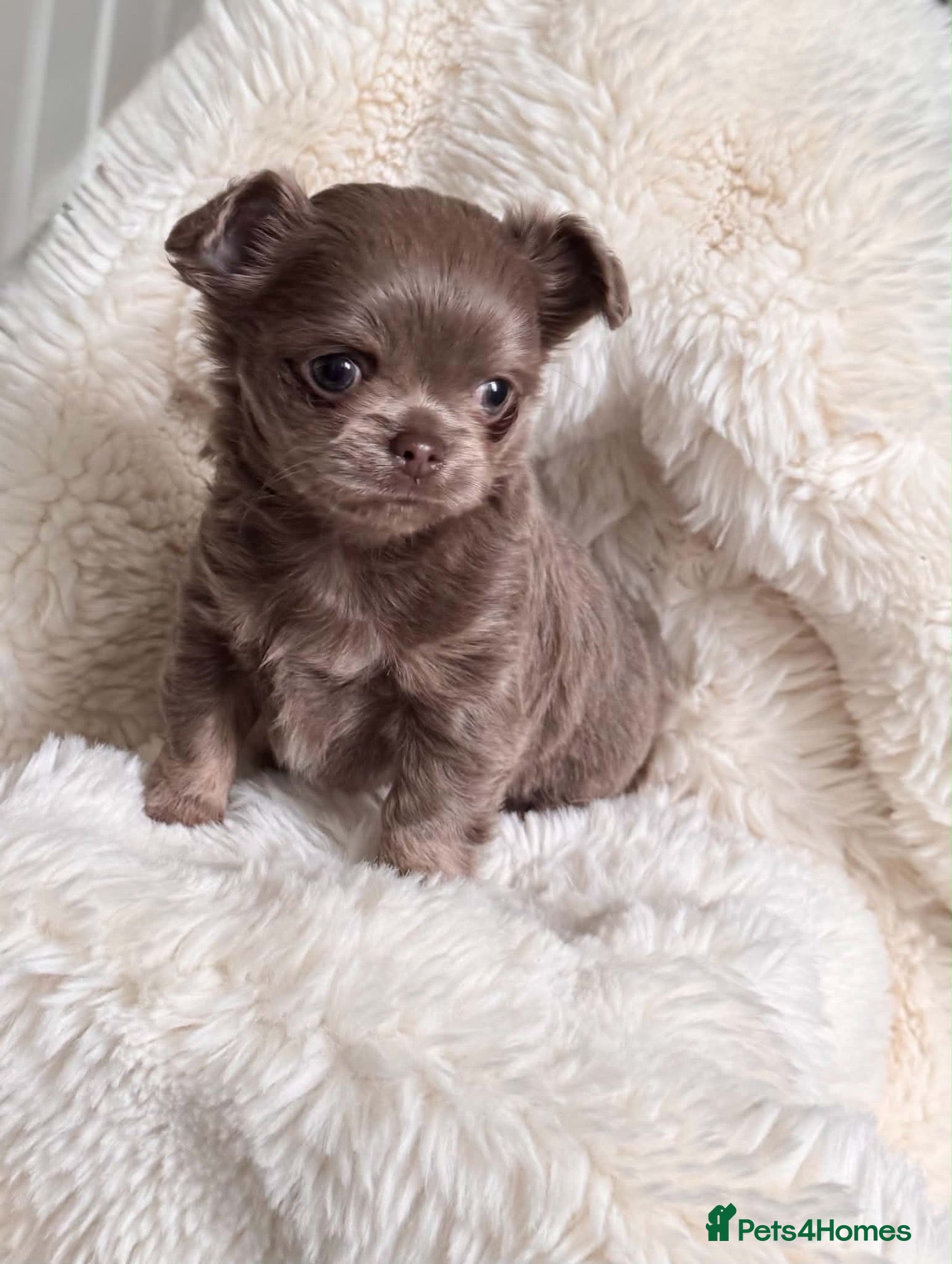 Chihuahua dogs Chihuahua Small  Longhair Lilac Girl  - Advert 1