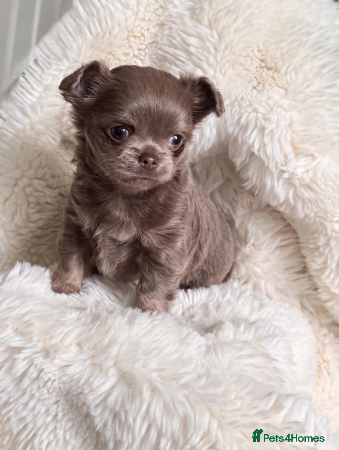 Chihuahua dogs for sale: Chihuahua Small  Longhair Lilac Girl  in Paisley - Advert 1