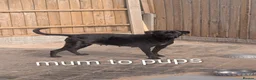 Cane Corso dogs for sale: Black female cane corsos puppies  - Advert 23