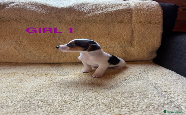 Jack Russell dogs - Advert 3