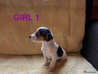 Jack Russell dogs for sale - Advert 1