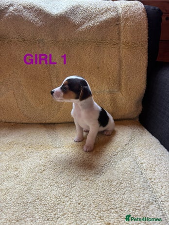 Jack Russell dogs - Advert 3