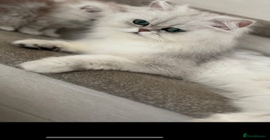 Persian cats - Advert 8