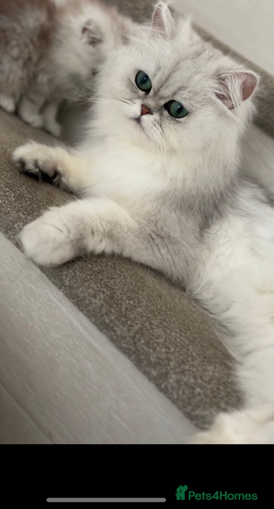 Persian cats for sale: Persian cat - Image 3