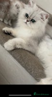 Persian cats - Advert 5