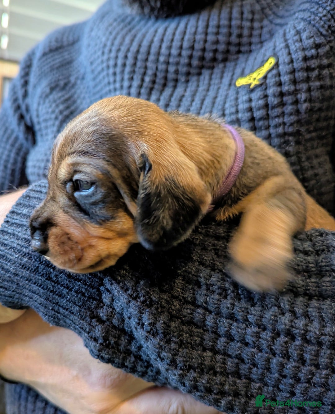 Dachshund dogs for sale: Standard Wirehaired Dachshund Puppies - Image 20