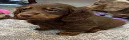 Miniature Dachshund dogs for sale: Beautiful Miniature Dachshund Puppies Ready to go in London - Advert 7