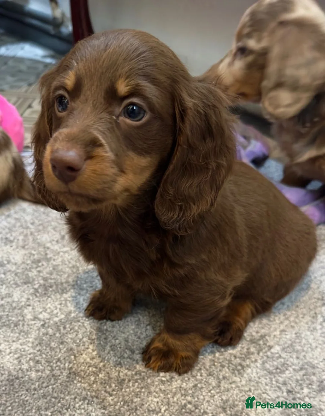 Miniature Dachshund dogs for sale: Beautiful Miniature Dachshund Puppies Ready to go in London - Advert 7