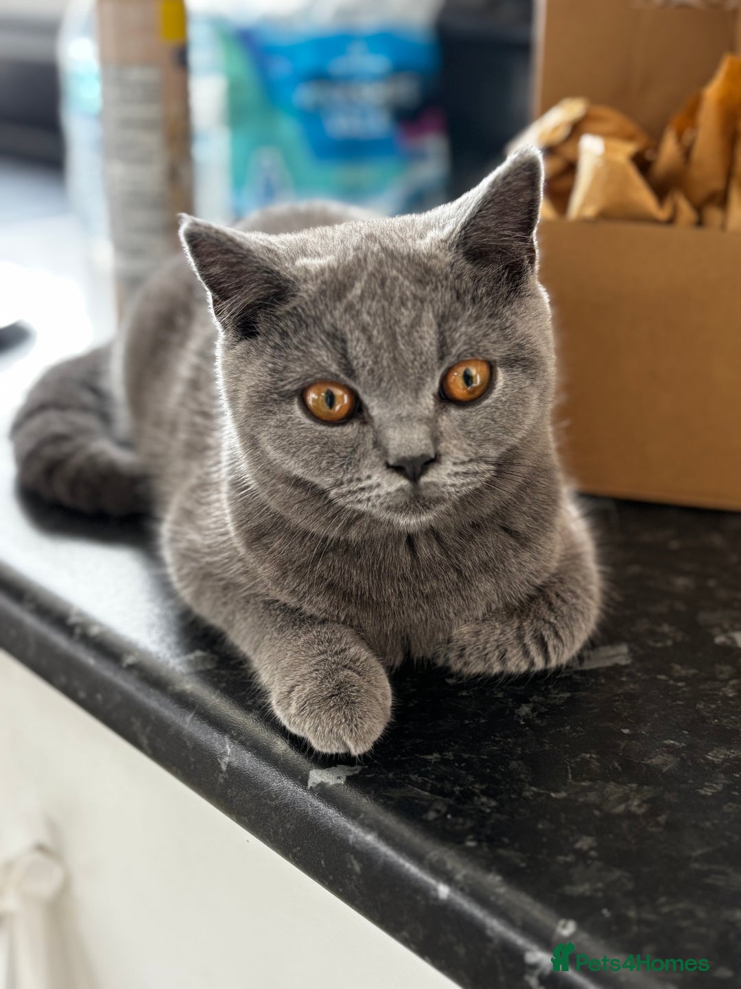 British Shorthair cats for sale: 2 stunning kittens  - Image 2