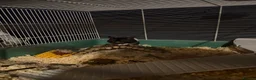 Hamster rodents for sale: Snoopy - Male Syrian Hamster  in Coatbridge - Advert 5