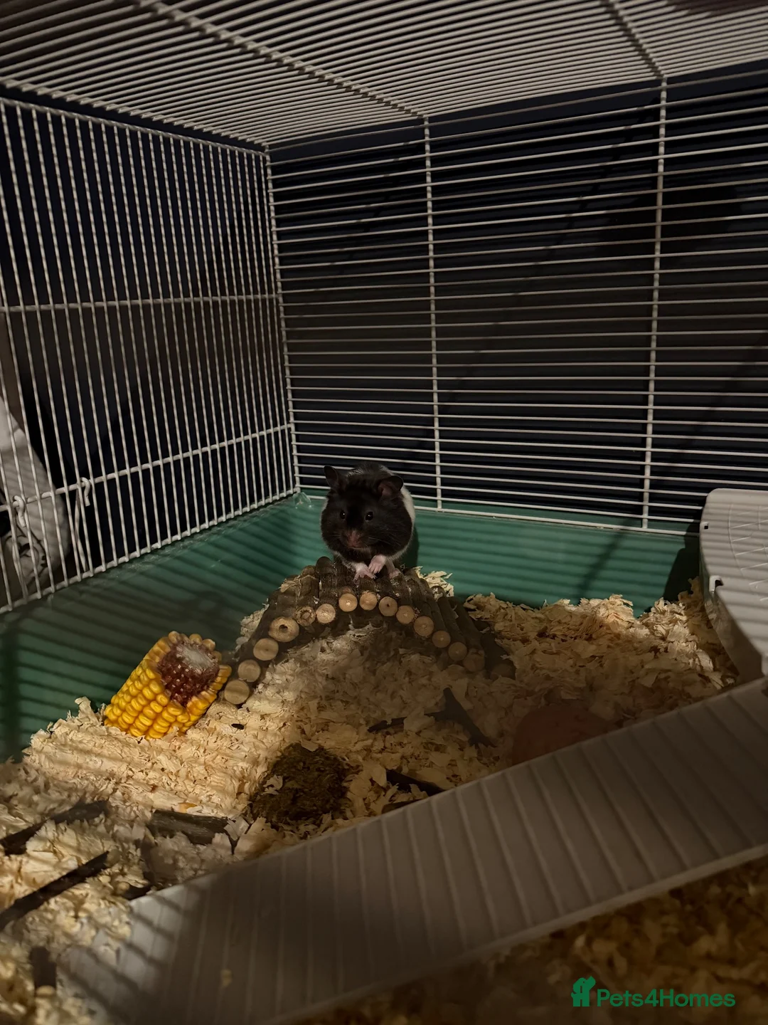 Hamster rodents for sale: Snoopy - Male Syrian Hamster  in Coatbridge - Advert 5