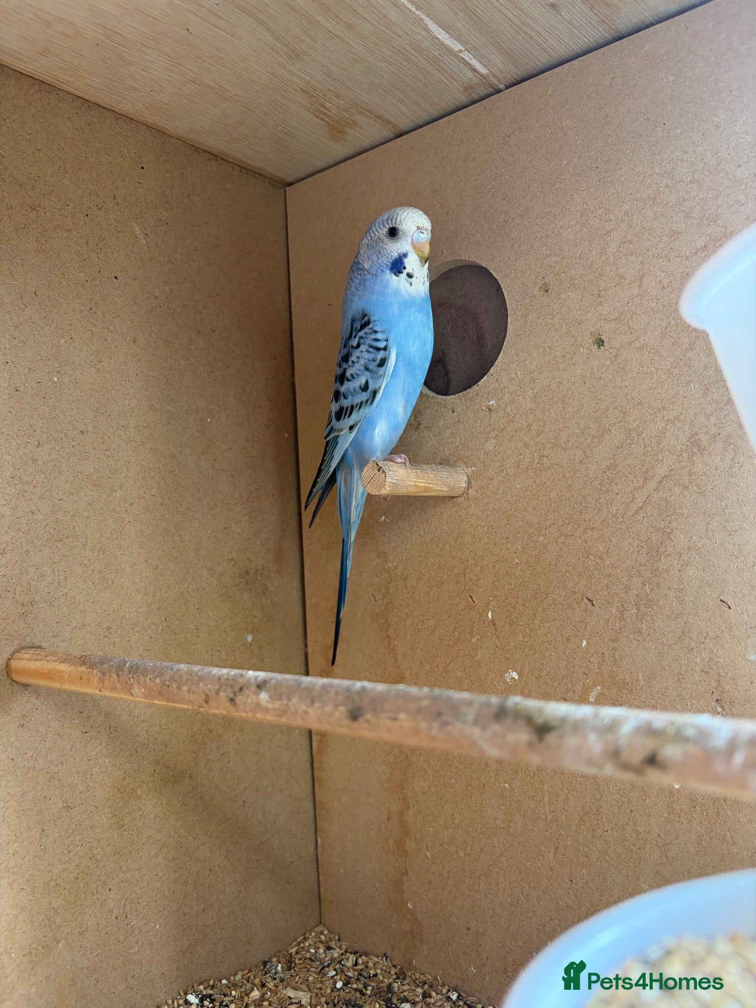 Budgerigars birds Baby budgies  - Advert 1