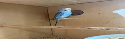 Budgerigars birds for sale: Baby budgies  - Advert 1