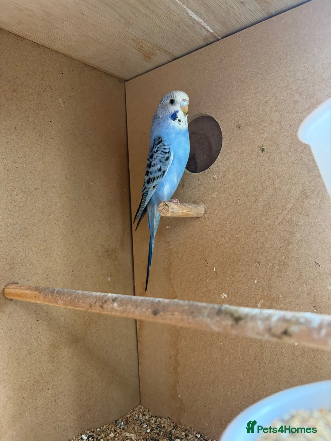 Budgerigars birds for sale: Baby budgies  - Advert 1