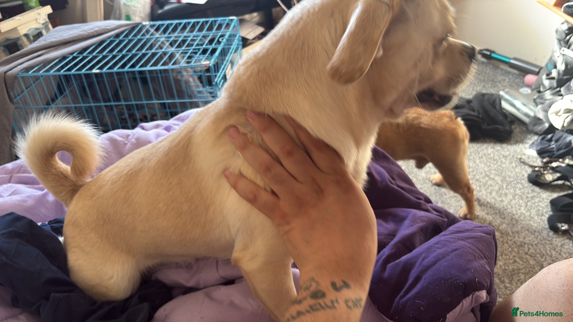 Mixed Breed dogs PJ needs a home asap - Advert 2
