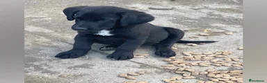 Labrador Retriever 1