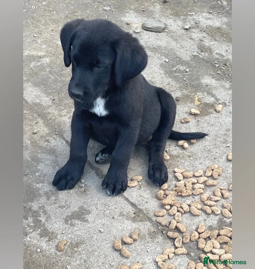 Labrador Retriever dogs for sale: Labrador retrievers  - Advert 2