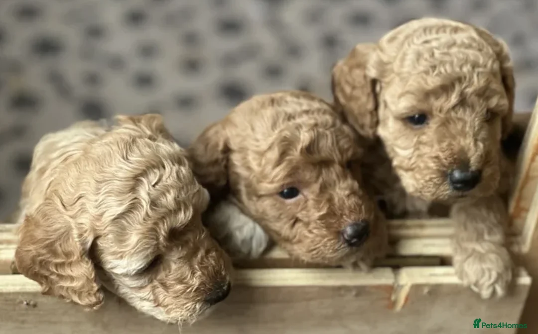 Cockapoo dogs for sale: Smart, Sweet & Snuggly-Fluffy Cockapoo Cuties - Advert 8