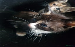 Mixed Breed cats for sale: 3 beautiful female kittens  - Image 4