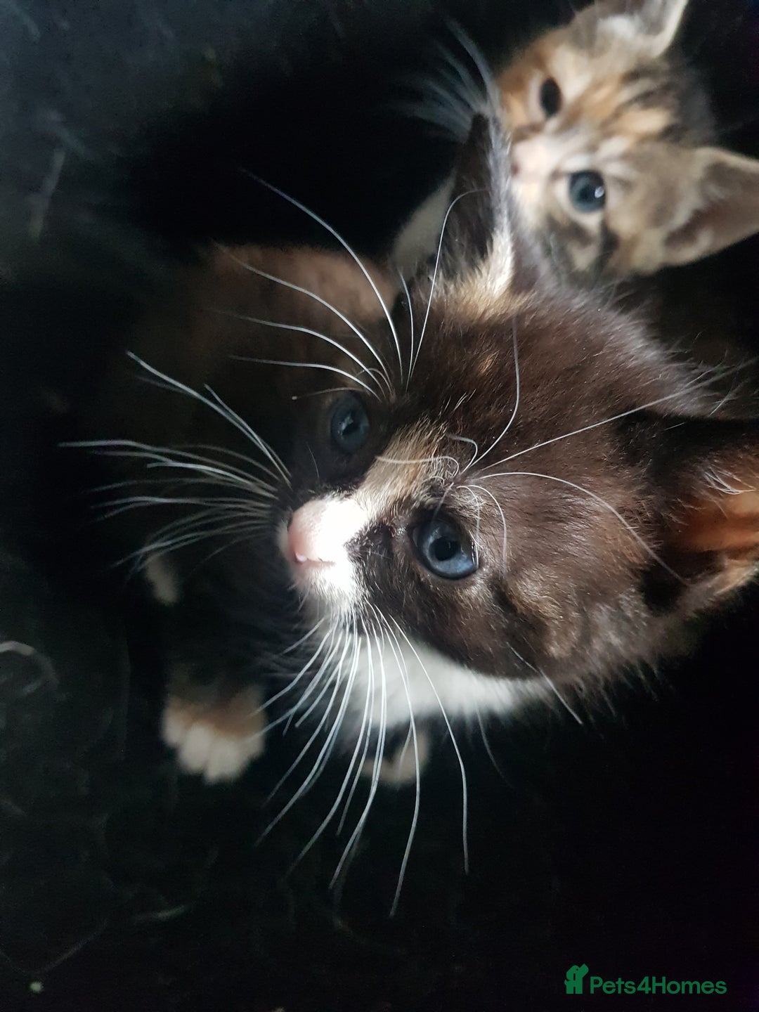 Mixed Breed cats for sale: 3 beautiful female kittens  - Image 4