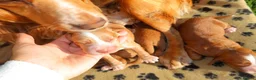 Cocker Spaniel dogs for sale: Beautiful Cocker spaniel puppies (working) - Advert 12