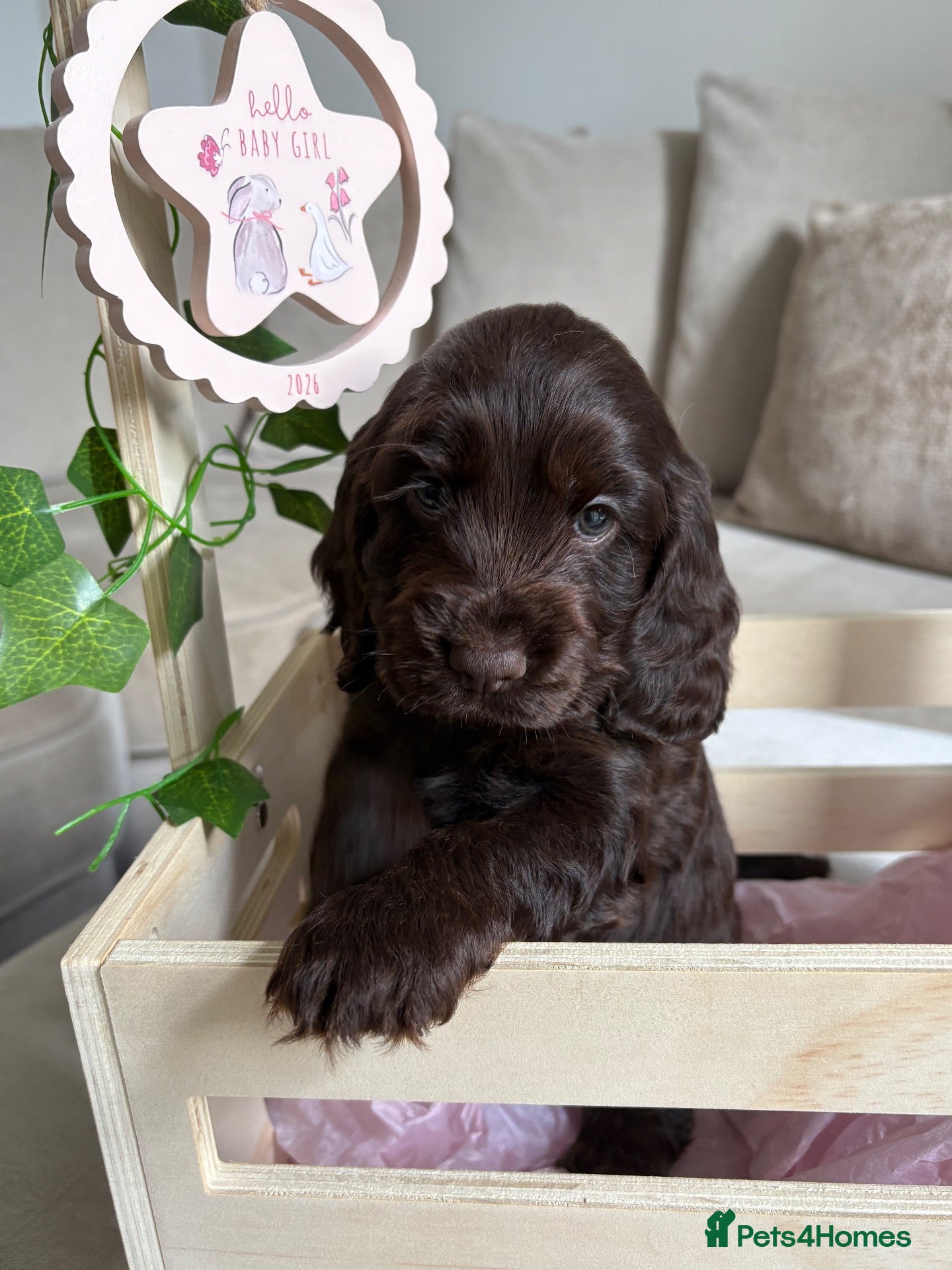 Cocker Spaniel dogs 🤎 Exceptional KC Show Cocker Spaniel Puppies 🤎 - Advert 6
