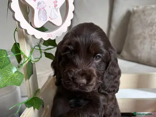 Cocker Spaniel dogs 🤎 Exceptional KC Show Cocker Spaniel Puppies 🤎 - Advert 6