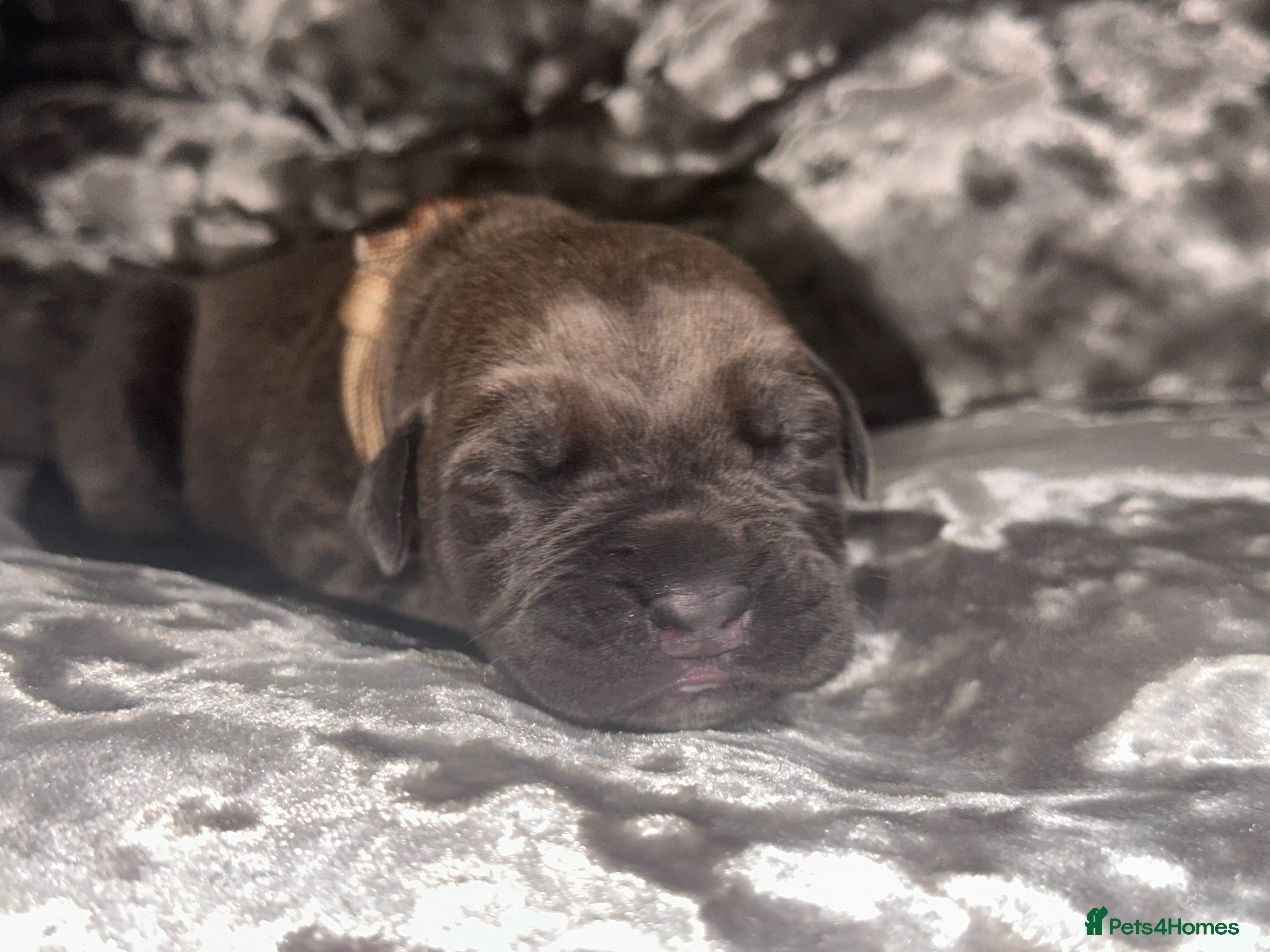 Cane Corso dogs Purebred Cane Corso  - Advert 6