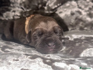 Cane Corso dogs Purebred Cane Corso - Advert 11