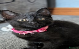 Mixed Breed cats for sale: Beautiful Kittens - Image 15