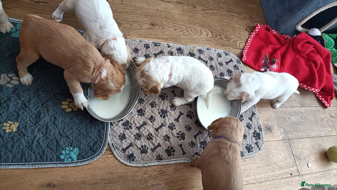Sprocker dogs for sale: 6 girls spocker  - Advert 2