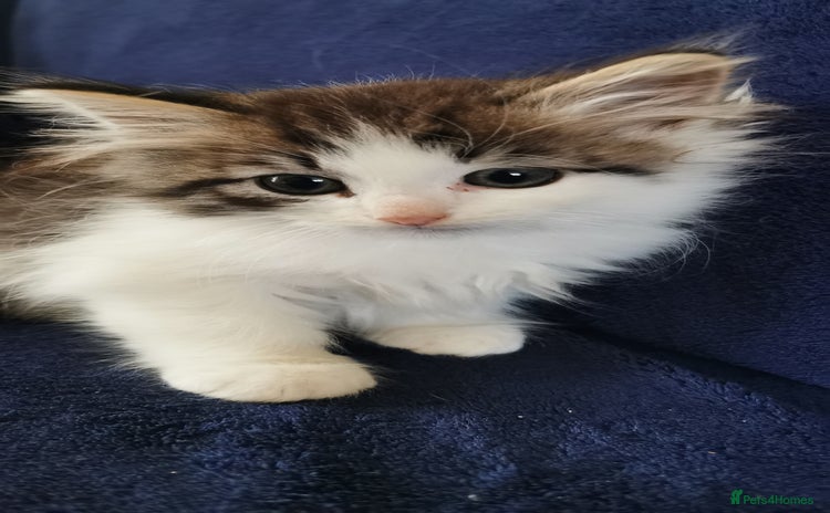 Siberian cats - Advert 11