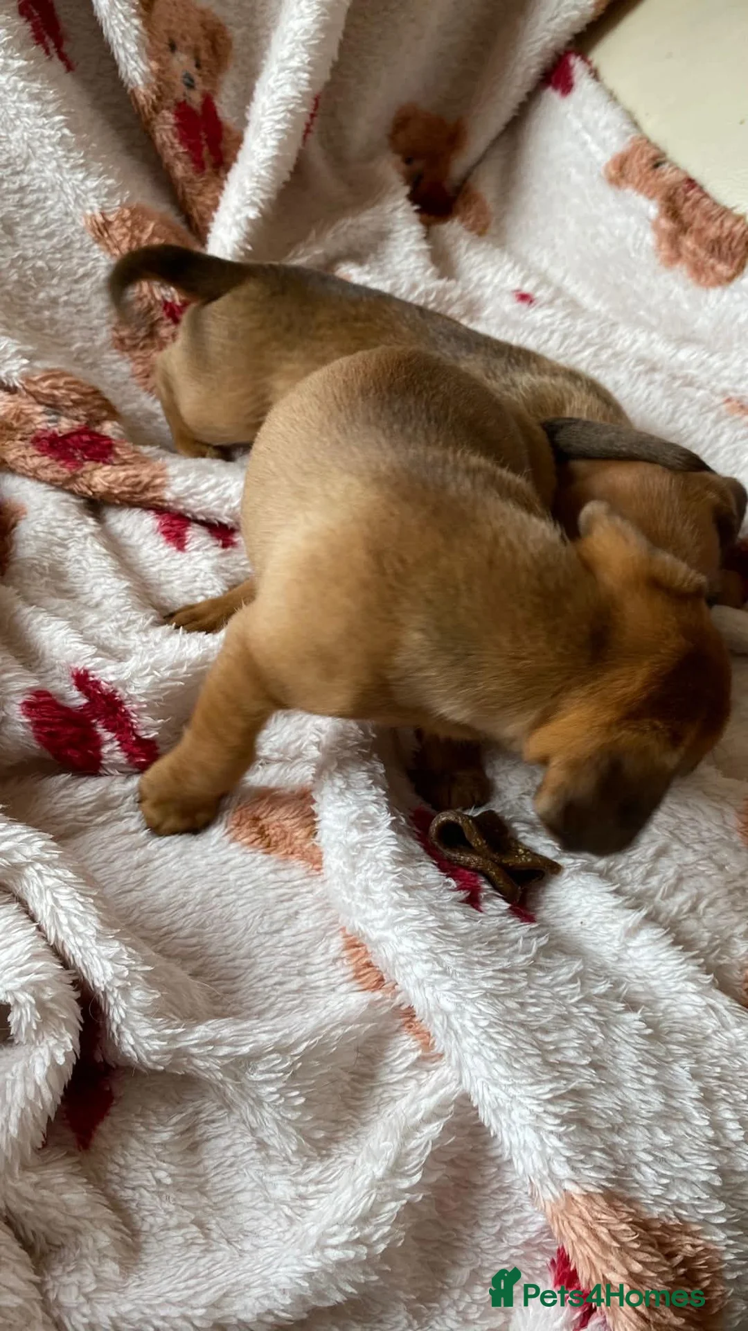 Mixed Breed dogs for sale: Dachsund  in Maidstone - Advert 2