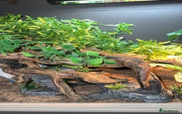 Leopard Gecko reptiles for sale: leopard gecko with setup - Image 6