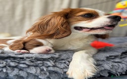 Cavalier King Charles Spaniel dogs for sale: One TRI GIRL just become available !  - Image 9