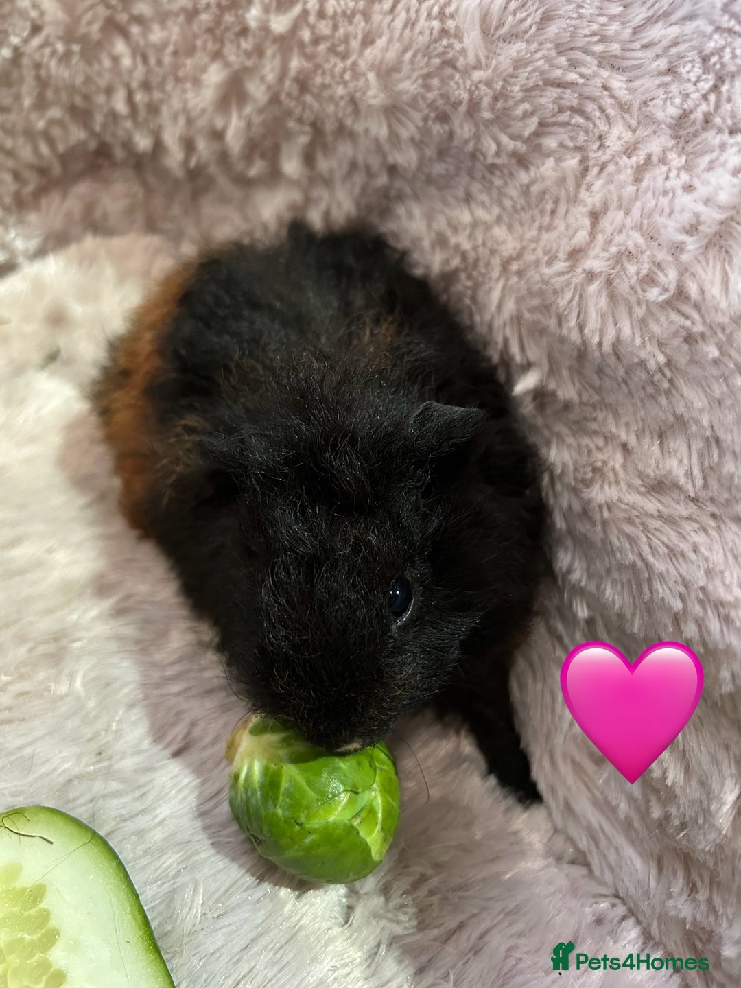 Guinea Pig rodents for sale: GORGEOUS BABY GUINEA PIGS - Advert 28