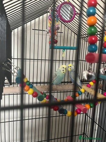 Budgerigars birds - Advert 6