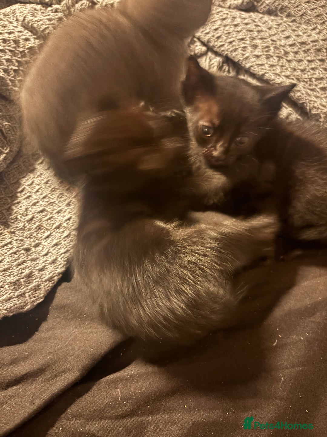 British Shorthair cats for sale: Beautiful Tuxedo kittens available - Advert 5