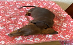 Miniature Dachshund dogs for sale: Miniature Chocolate & Tan Dachshund Quick sale  - Image 24