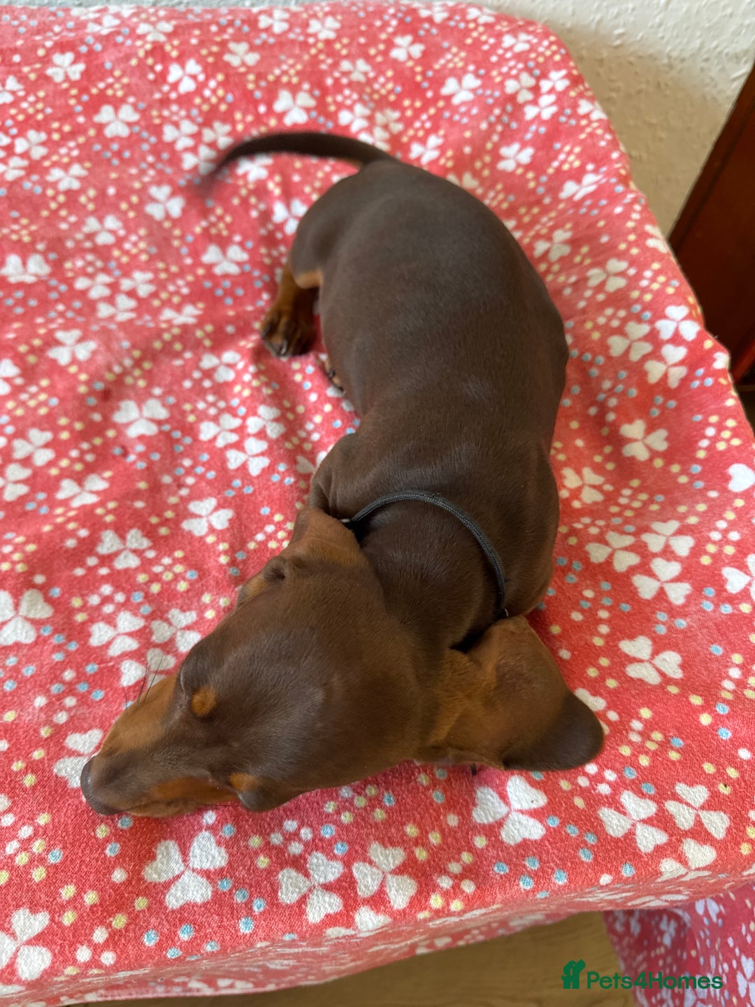 Miniature Dachshund dogs for sale: Miniature Chocolate & Tan Dachshund Quick sale  - Image 24